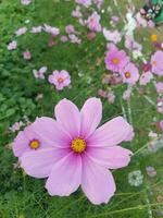 Dianthus flower in the garden photo