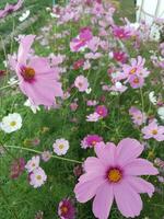 Dianthus flower in the garden photo