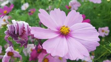 Dianthus flower in the garden photo