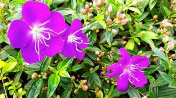 Dianthus flower in the garden photo