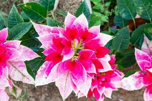 Dianthus flower in the garden photo