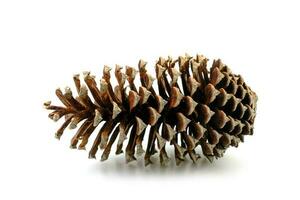 pine cone dry on white background photo