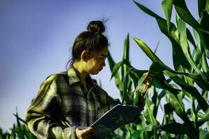 young farmer observing some charts corn in filed photo