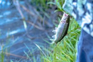 fishing for trout in a small lake in washington state photo