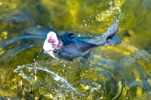 fishing for trout in a small lake in washington state photo