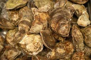 shellfish clams on display for sale after harvest photo