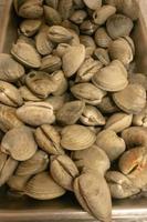 shellfish clams on display for sale after harvest photo