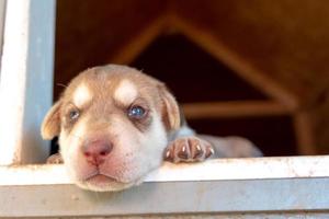 week old newborn terrier puppies browsing around the doghouse photo