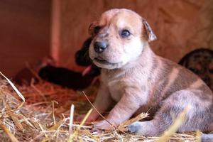 week old newborn terrier puppies browsing around the doghouse photo