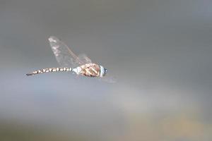 Colorful dragonfly in flight photo