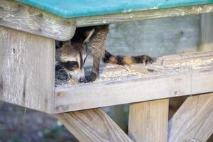 raccoon stealing food from feeder photo