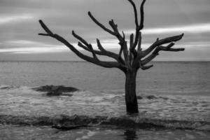 scenes around hunting island south carolina in summer photo