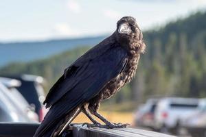 crow or raven perched on vehicle in the park photo