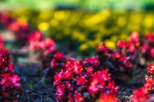 duncan gardens in spokane wshington photo
