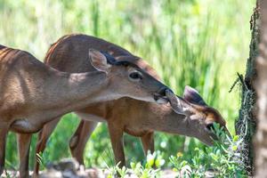 white tail doe deer in forest photo