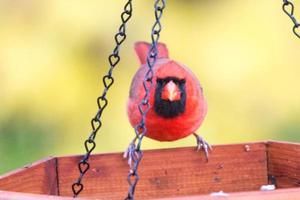 red cardinal eating at the feeder photo