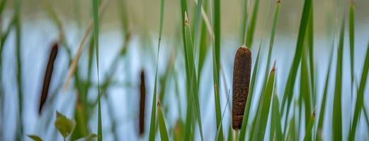 reed greens by the lake early morning abstracts photo