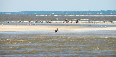 abstract pelicans in flight at the beach of atlantic ocean photo