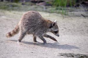 Mapache vadeando en un charco en busca de comida foto