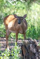 white tail doe deer in forest photo