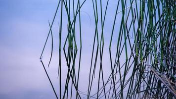 reed greens by the lake early morning abstracts photo