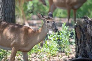 white tail doe deer in forest photo