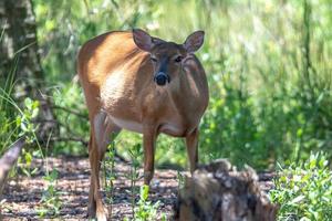 white tail doe deer in forest photo