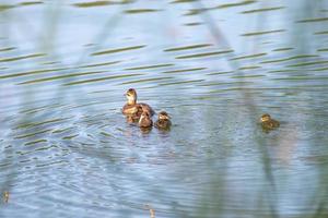 familia de patos salvajes en un pequeño lago en la naturaleza foto
