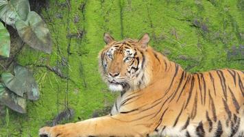 Bengal tiger  was yawning filled with moss on rock  background. video