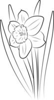 The daffodil flower. Graphic drawing of a flower. vector