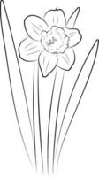 la flor del narciso. dibujo gráfico de una flor. vector