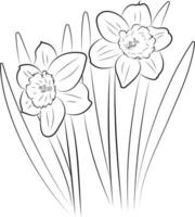 The daffodil flower. Graphic drawing of a flower. vector