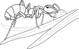 Engraving of a sketch of an ant-insect. vector