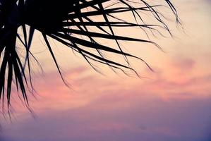 Palmtree silhouette against sunset purple sky photo