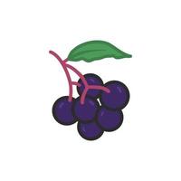 Elderberry hand drawn illustration flat color vector