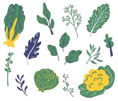 Set of salad greens. Different types of salad. vector