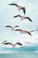 grupo de gaviotas volando sobre el mar, nubes azules en el fondo foto