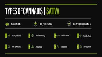 Black information poster of Types of cannabis with infographic. Sativa vector