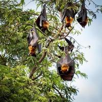 murciélagos frugívoros gigantes en el árbol foto