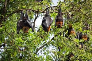 Giant fruit bats on tree photo