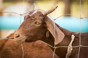 Brown goat inside steel fence in local farm photo