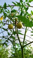 tomates de invernadero. tomates que crecen en un día soleado en un invernadero foto