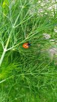 Ladybug on a bush. An insect is crawling along a green branch of dill. photo