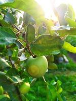 Apple tree. Branch with apples in the morning sun. photo