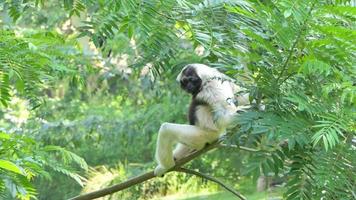 White handed Gibbon in nature. video