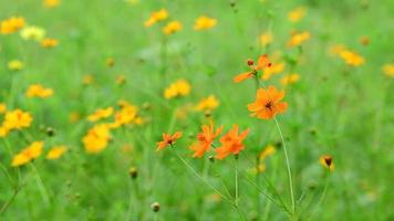 cambiar el enfoque de la flor del cosmos en el campo. video