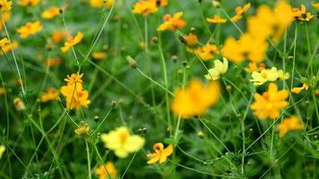 flytta fokus på kosmos blomma i fält. video