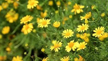 Yellow cosmos flower in field. video