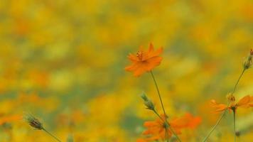 Yellow cosmos flower in field. video