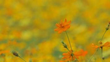 flor amarilla del cosmos en el campo. video